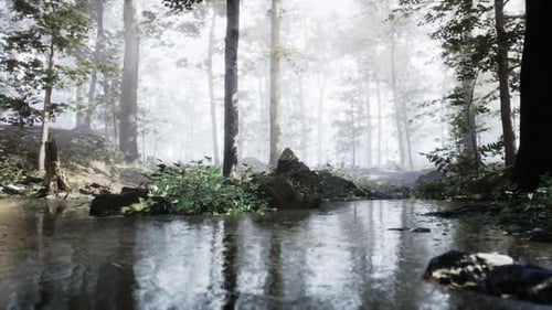 Tranquil Forest with Misty Rain and a Reflective Stream at Dawn