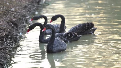 Schwarze Schwäne in einem Teich