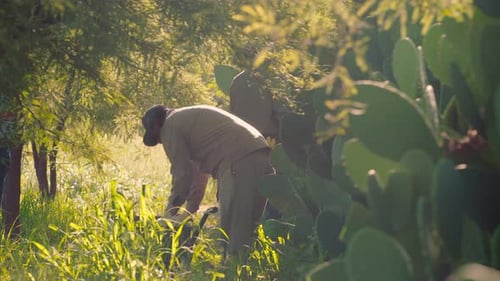 deux hommes en tenue de travail dans un environnement naturel cueillant des cactus par une journée ensoleillée