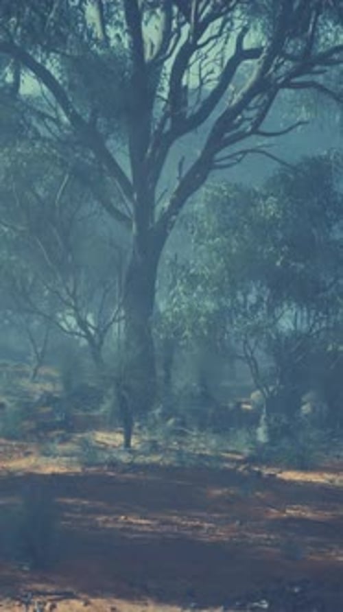An Eucalyptus Grove Emerges From the Fog Embracing a Myriad of Trees