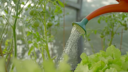 Gardener Works in Greenhouse Taking Care of Vegetables
