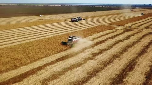 Aerial Drone View Combine Harvesters Working in Soybean Field on Sunset Harvesting Machine Driver