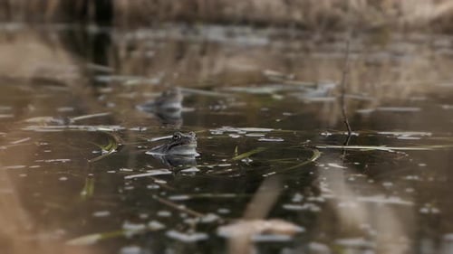 Two frogs in pond croaking in spring