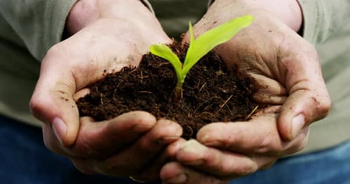 Hands Holding Soil with Seedling Close Up