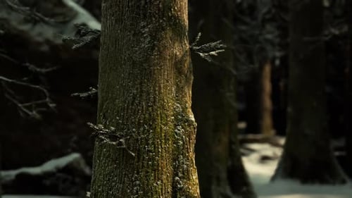 A Serene Winter Forest with Snow Draped Trees and Soft Light