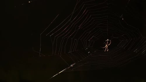 Spider sits at the center of a spider web in the dark of night.