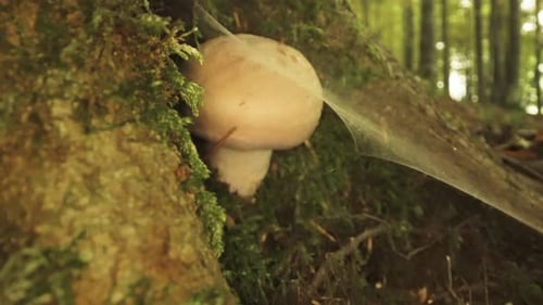 Cogumelo champignon entre as raízes das árvores