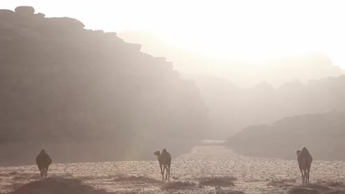 Camels through arid desert, sunset, mountains at the background, Wadi Rum, Jordan, static shot