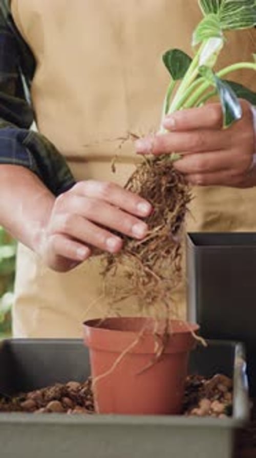 Person Repotting a Small Striped Plant in Pot