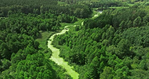 Grüner Fluss und grüne Sümpfe im Sommer, Luftbild