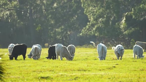 Milchkühe weiden am Sommertag auf der grünen Farmweide