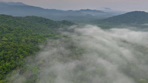 White fog or clouds moving over the green forest below.