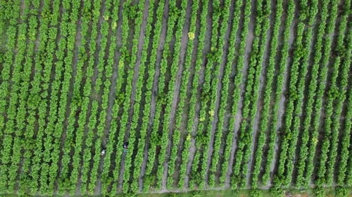 Aerial view of workers collecting agricultural produce in plantation.
