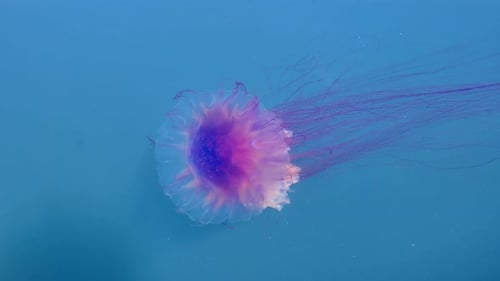 Farbenfrohe Quallen, die unter Wasser schwimmen, Tiefseetauchgang mit spektakulärer Aussicht
