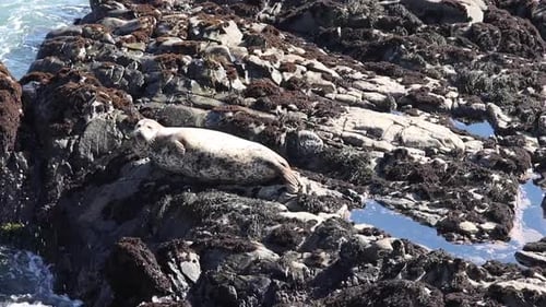 Seal sitting on rocks by ocean.