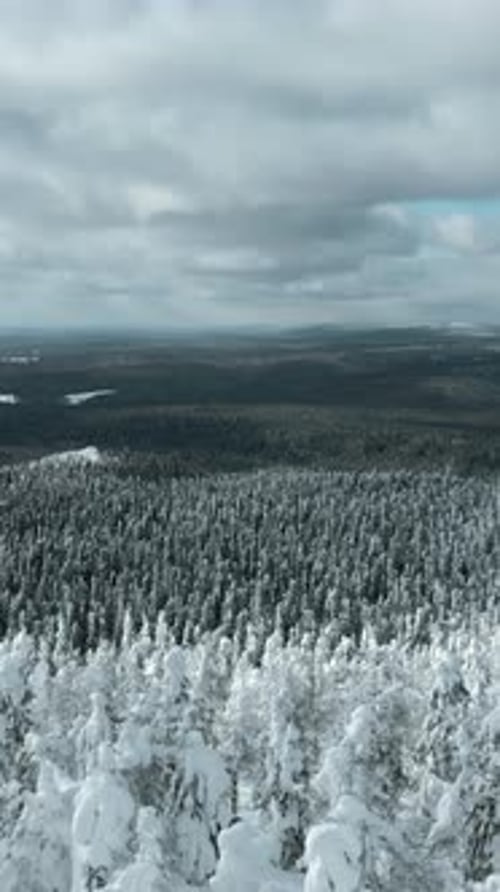 Slow Motion Aerial View of Snowy Trees in Beautiful Winter Forest Clip Winter Landscape in Frozen