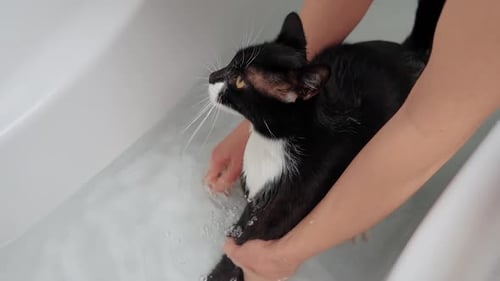 Black and White Cat Getting a Bath