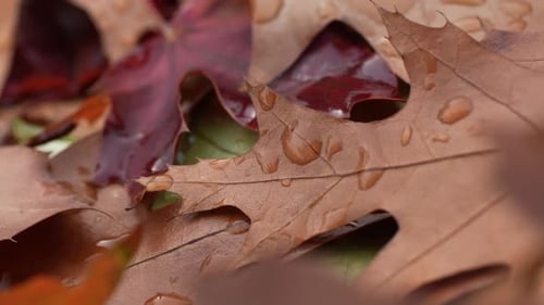 Wassertropfen auf einem Laub im Herbst 04