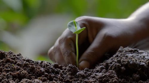 Lady planting a green plant Caring for environment. Gardener on plantation plants sprouts in soil. s