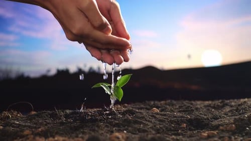 Close Up Of Farmer's Hands Watering A Tree Sprout After Planting It With Black Dirt Mud At The Farm