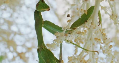 Slow Motion Closeup Video of a Praying Mantis Animal Sitting on a Branch