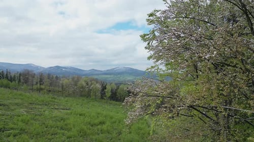 La última nieve en los árboles