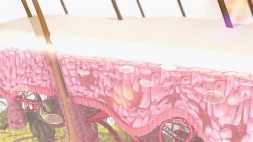 Animated Medical Visualization of Human Skin Layers