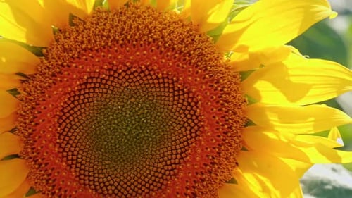 Brilliant Yellow Sunflower in extreme Close Up