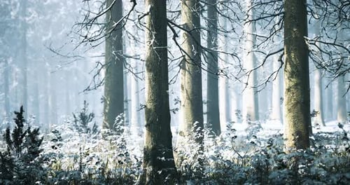 Majestic Winter Forest Reveals Secrets of Tranquility in Soft Morning Light