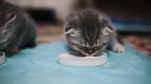Gray Tabby Kittens Lapping Milk Close Up