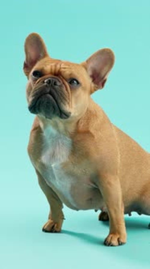 Dog, pet or french bulldog in studio for adoption, canine companion or security at rescue