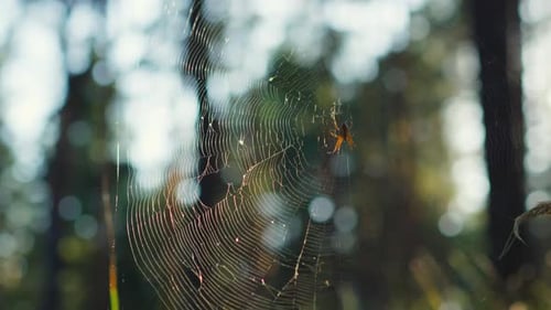 Meditative shot spider web swaying in wind in evening on sunset in the forest, green background