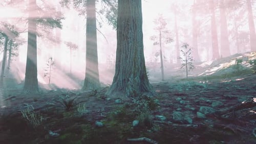 Sunbeams Through Misty Forest Ground Animation
