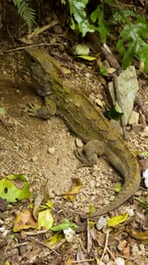 Tuatara au repos dans la forêt indigène de Nouvelle-Zélande