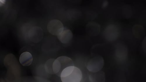 Gentle and Ethereal Defocused Bokeh of Natural Foliage on Black Background Illuminated By Soft Light