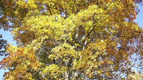 Golden Leaves Adorn Tree in Autumn Light