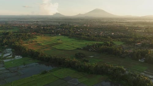 Morning golden hour sunlight illuminating Bali landscape with famous rice field, aerial