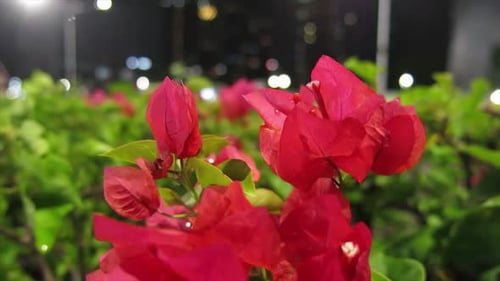 red flower with night bokeh background
