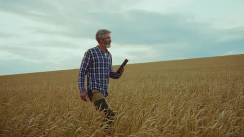 Farmer Checks Wheat Growth in a Golden Field During Sunset in Late Summer