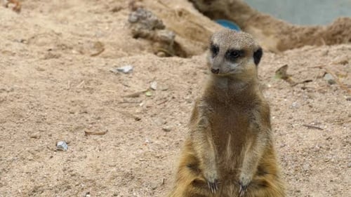 Erdmännchen steht auf zwei Beinen und hält Ausschau nach GefahrenThailand