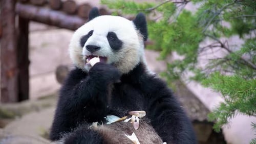 Giant Panda Eating Bamboo Shoots in Natural Habitat