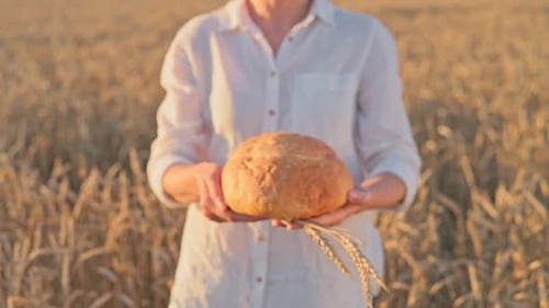 Woman in white linen shirt stands in field of golden wheat, showing in camera bread at sunset.