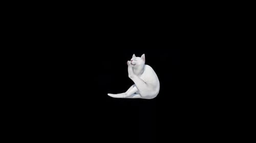 Reinigung der weißen Katze