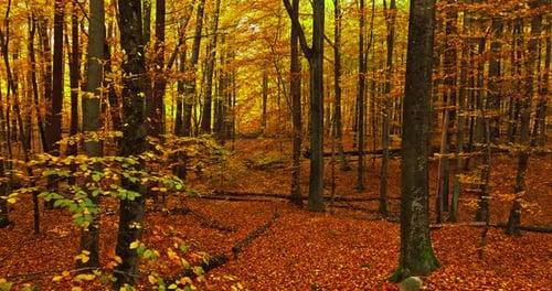 View of inside autumn forest with red leaves.