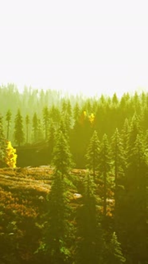 A Dense Forest with Towering Green Trees