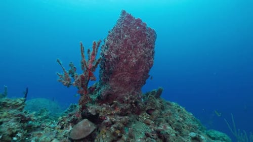 Diver Exploring Close to Vibrant Coral Reef — Immersive Underwater Adventure Showcasing Marine
