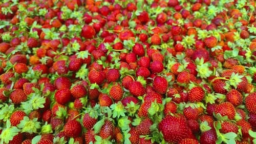 Dolly Shot Of Huge Pile Of Fresh Strawberries On Market Counter