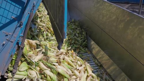 Corn being unloaded from a truck and loaded into a processing facility, showcasing transportation, l