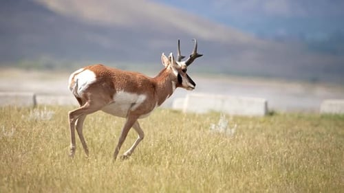 Pronghorn Antelope running in slow motion at campground on Flaming Gorge