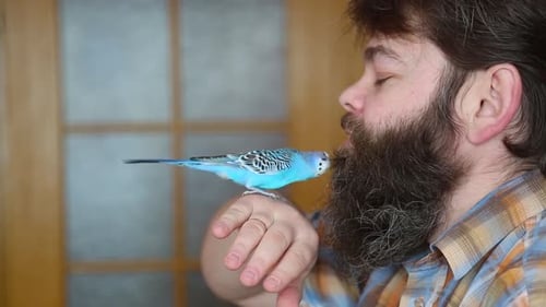 Bearded Man With Pet Budgie on Hand